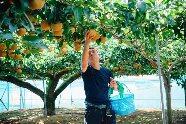 「「浜なし」って知ってた？キリン「氷結®️mottainai」シリーズとして初の通年販売が決定」の画像