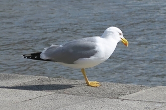 羽アリを大量に食べると酔っ払う？カモメが千鳥足に…英国の港町で目撃