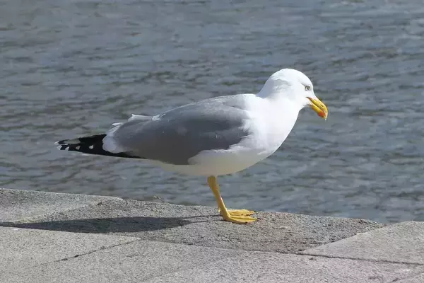 羽アリを大量に食べると酔っ払う？カモメが千鳥足に…英国の港町で目撃