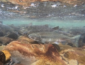 コカイン投与したサケの活動が劇的に変化。野生環境での初研究で判明