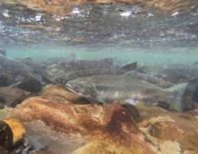 コカイン投与したサケの活動が劇的に変化。野生環境での初研究で判明