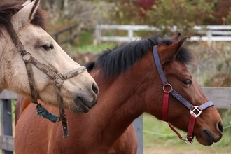 明治大学馬術部の馬が一時脱走！30分間路上を歩き回り、自ら生田キャンパスに戻る