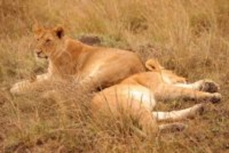 子ライオンが動物園から違法転売…3500km以上旅して両親と奇跡の再会