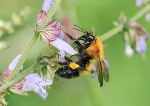 マルハナバチが複雑なパズルを解けることが判明。昆虫界の「頭脳派」登場