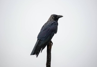 あなたは「カラスを白い」と言えるか？1000億円企業を築いた男からの挑戦状