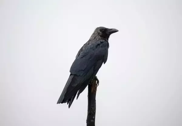 あなたは「カラスを白い」と言えるか？1000億円企業を築いた男からの挑戦状