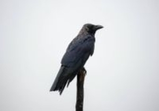 あなたは「カラスを白い」と言えるか？1000億円企業を築いた男からの挑戦状