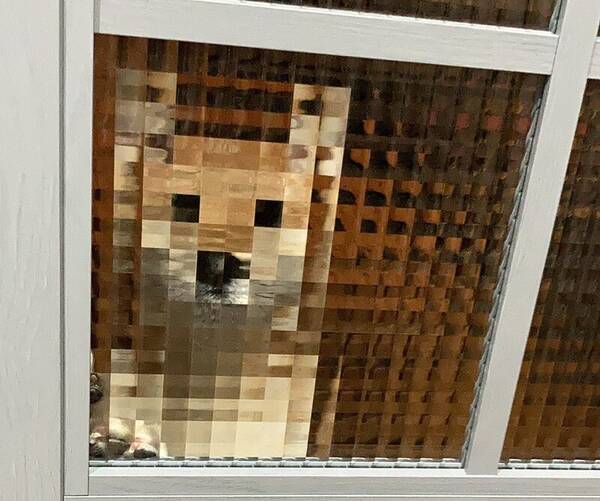 マイクラ モザイク 声も変わっちゃう お出迎えの柴犬 ガラス窓の効果でドット絵状態に 21年9月9日 エキサイトニュース マイクラ モザイク 声も変わっちゃう お出迎えの柴犬 ガラス窓の効果でドット絵状態に 21年9月9日 エキサイトニュース