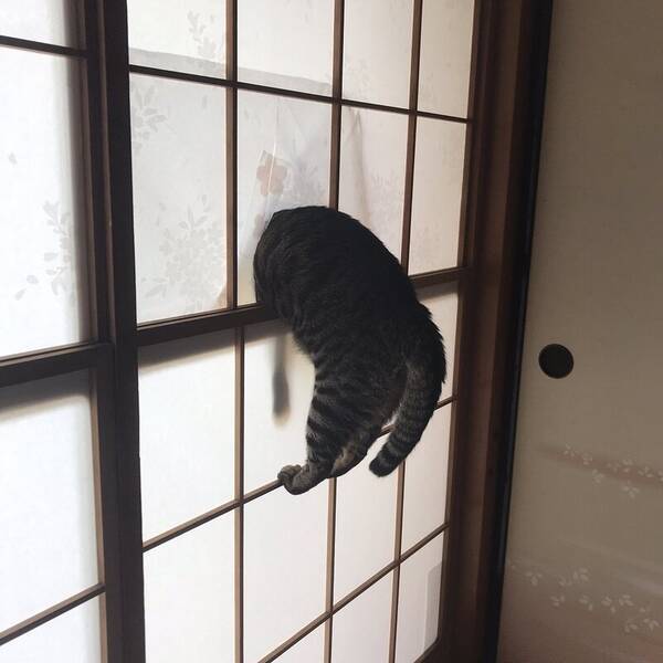 猫 突き刺さる 外へのあこがれ抑えられず突破試みた猫 破れにくい障子に阻まれてしまう 21年9月6日 エキサイトニュース