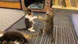 「にゃーんけんぽーん…　子猫たちの真剣勝負、もふもふ「グー」「パー」に愛らしさあふれる」の画像2