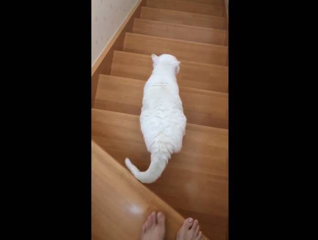 気をつけて降りるニャ 階段で足を滑らせた飼い主を目撃した猫 一段ずつ降りてエスコートするようになる 18年11月16日 エキサイトニュース