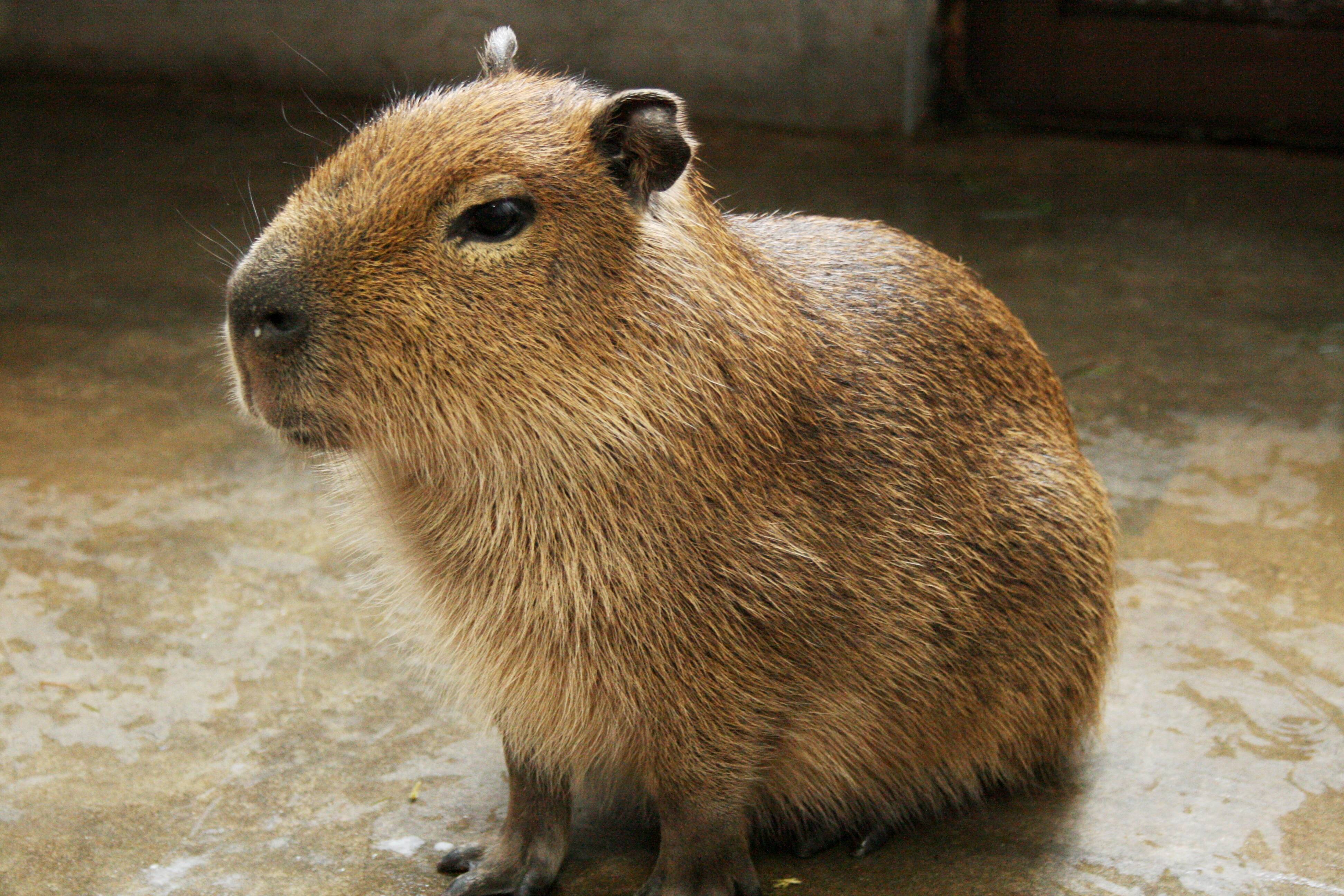 サンシャイン水族館にアルパカ カピバラが仲間入り カフェにもキュートな アルパカケーキ と カピバラケーキ 17年3月16日 エキサイトニュース