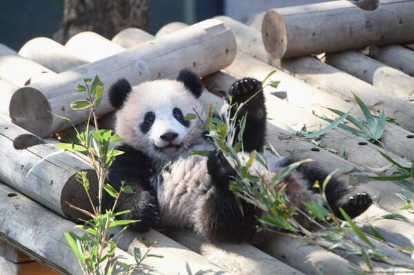 シャンシャン元気いっぱい でんぐり返し シンシンや飼育員にじゃれつく姿も 18年2月6日 エキサイトニュース