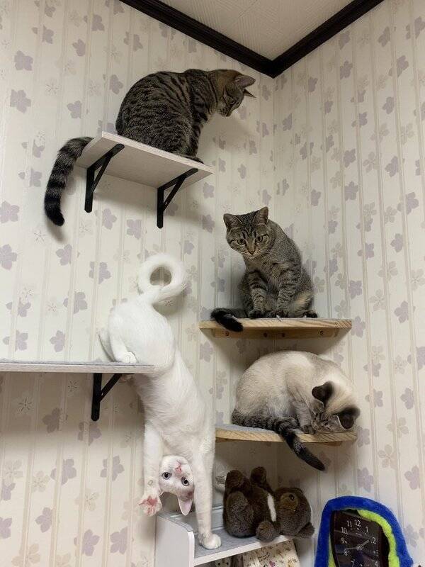 どういう状況 逆さになった白猫 片方の前足をあげて飼い主に やあ 21年4月22日 エキサイトニュース