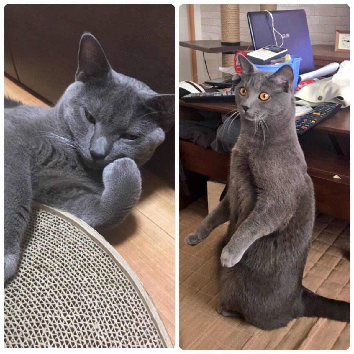 猫紳士 現る 背筋を伸ばして姿勢よく席につく猫が人間にしか見えないと話題に 17年3月13日 エキサイトニュース