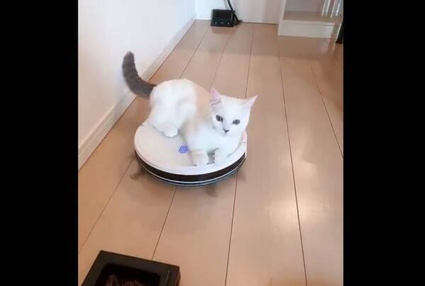 乗りながらごはん 横着した子猫 ロボット掃除機に翻弄されチャレンジ失敗 21年6月24日 エキサイトニュース