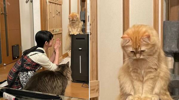 肩を落として しょーんぼり 洗面所に閉じ込められた猫 心底凹む 21年4月22日 エキサイトニュース