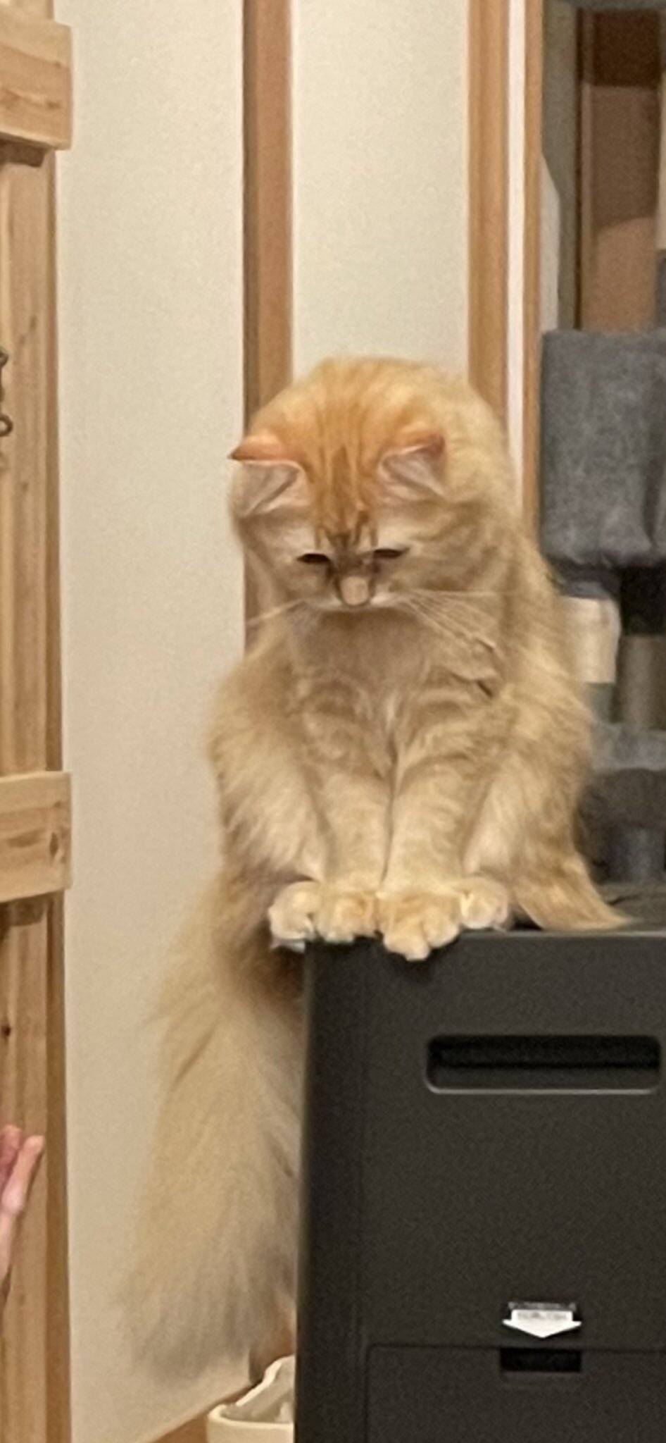 肩を落として しょーんぼり 洗面所に閉じ込められた猫 心底凹む 21年4月22日 エキサイトニュース