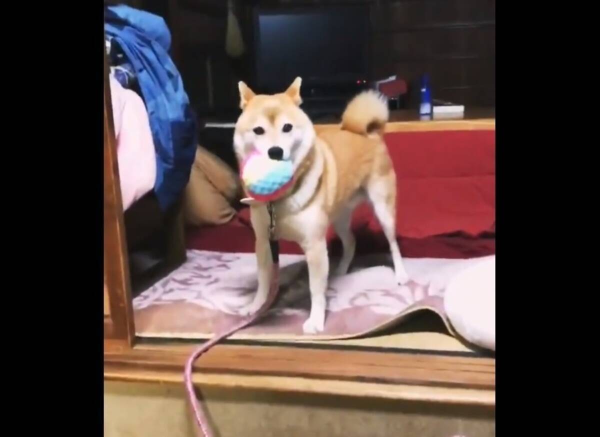 失敗を繰り返していた柴犬が初めてボールをキャッチ 耳をピーンと立て自分でも驚いてしまう 2019年11月26日 エキサイトニュース