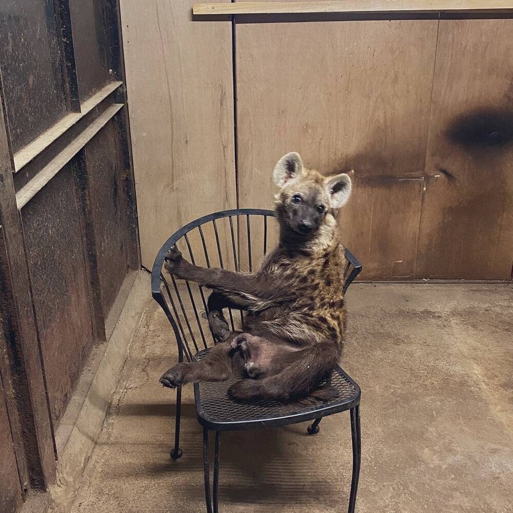 これ わたしの 飼育員の椅子で 寝て待つ ハイエナの子 座って待つ から愛らしさあふれる進化 21年8月2日 エキサイトニュース