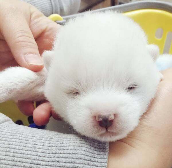 違うといわれても しろくま 白くてふわふわ 生後11日の赤ちゃん秋田犬 愛らしさあふれ 天使 21年4月6日 エキサイトニュース