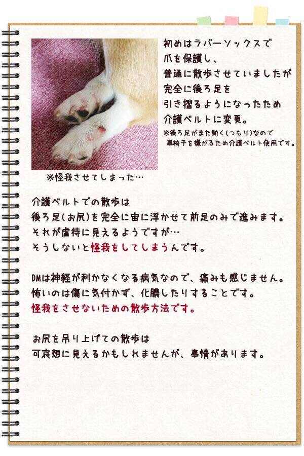 虐待ではないことを知ってほしい 脊髄の病と闘いながらも散歩を楽しむワンコ 愛情いっぱいの飼い主の呼びかけが話題に 17年5月19日 エキサイトニュース