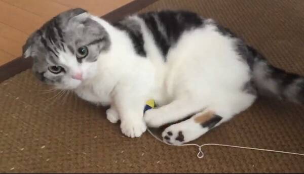 クルクル回って猫キック連発 尻尾に絡まったおもちゃを追いかける猫が可愛いと話題に 16年5月23日 エキサイトニュース