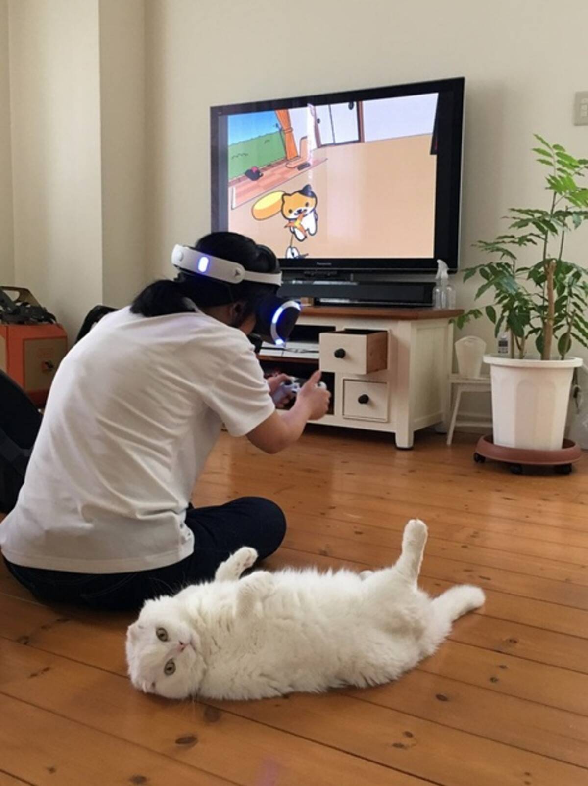 猫の不可解な表情 本物いるのに ねこあつめvr に夢中 未来感漂うシュールな光景が激写される 18年6月1日 エキサイトニュース