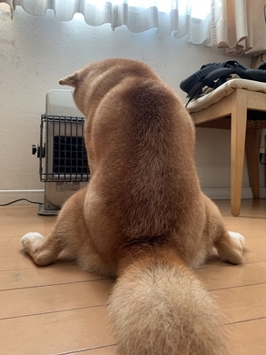 豪快な右フックを決めるムキムキの柴犬 躍動感あふれる姿がsnsで大反響 実は怖がりで甘えん坊な女の子 19年4月17日 エキサイトニュース