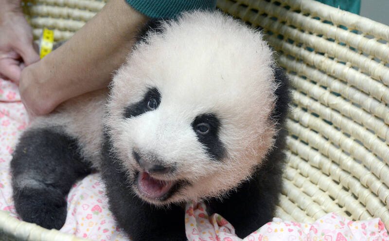 上野動物園の赤ちゃんパンダ 歯が生えはじめる 生後80日 順調に成長 17年9月1日 エキサイトニュース