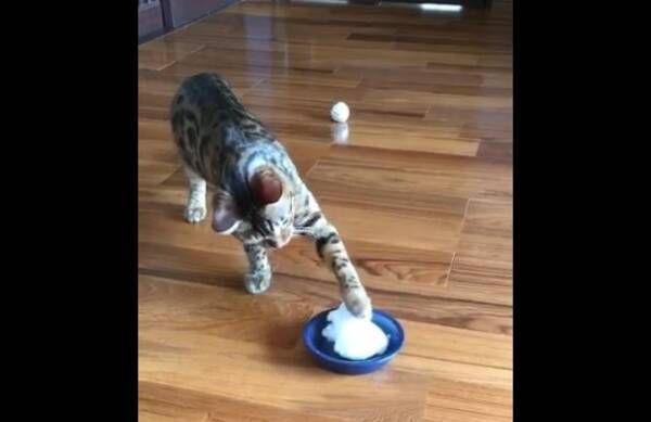 強烈な猫パンチ炸裂と思いきや 生まれて初めて見た雪に優しくタッチする子猫が可愛いと話題に 17年1月17日 エキサイトニュース