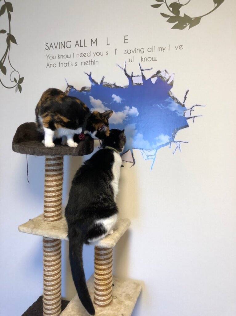 怒られちゃうかニャ 壁に爪を立てた猫たち ドッキリで出現したリアルな 壁の穴 に釘付け 年5月8日 エキサイトニュース
