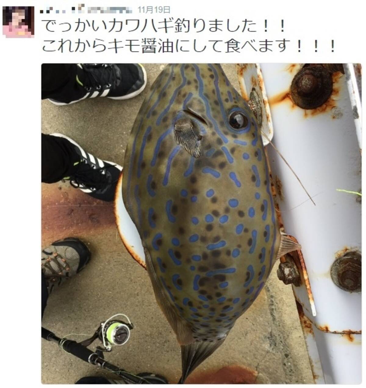 ピピピって音なかったら即死 猛毒魚を キモ醤油にして食べます の釣り人 Twitterの助言で命拾い 16年11月21日 エキサイトニュース