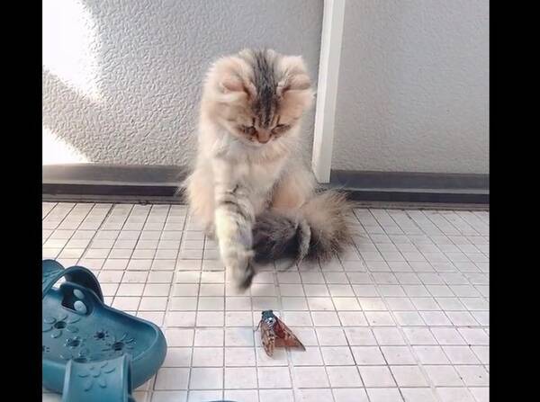まさかの炸裂 セミ爆弾 猫も飼い主も大パニック とっさに閉めてしまった網戸に猫跳ね返り ごめんごめんごめんごめん 21年9月8日 エキサイトニュース