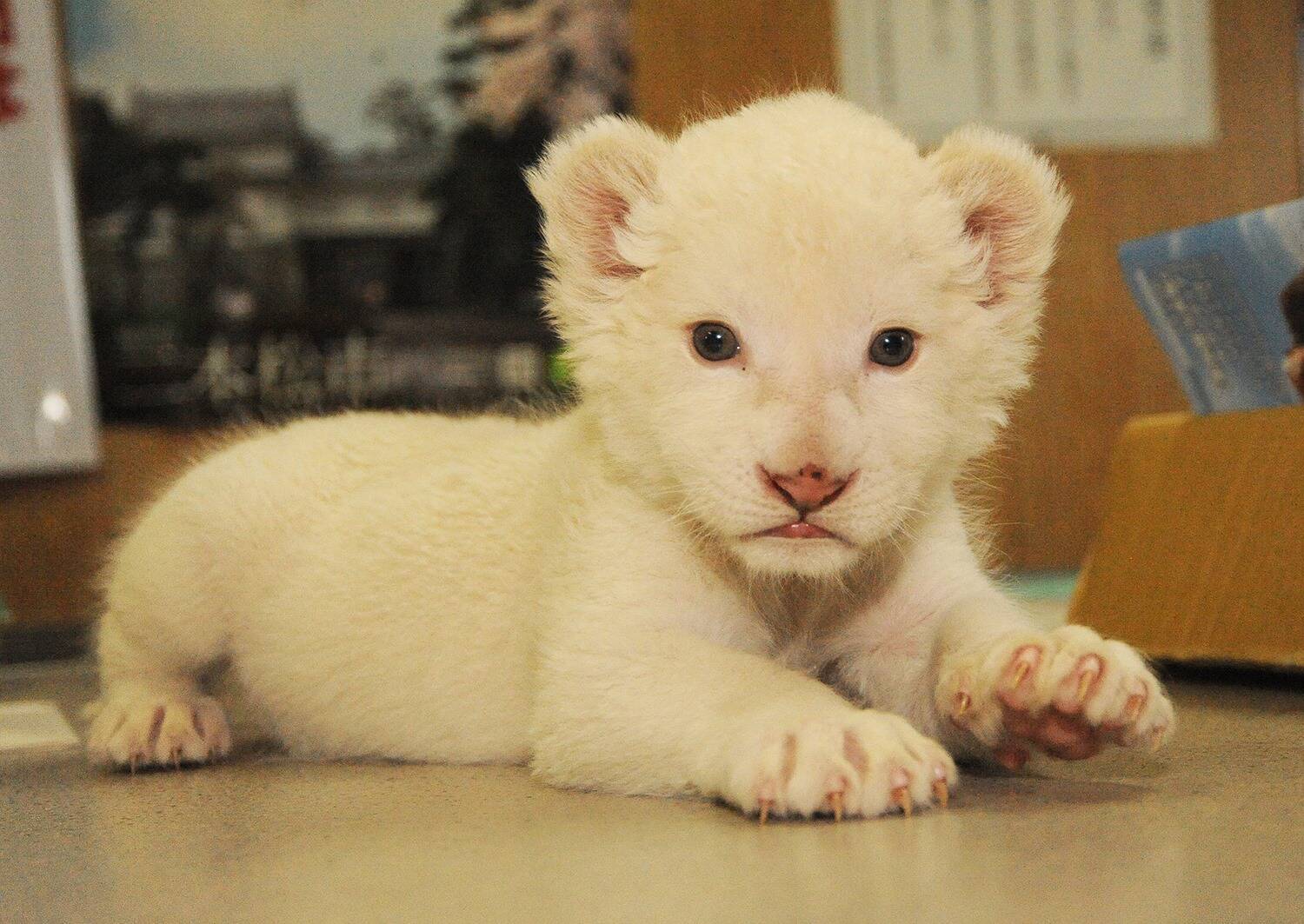 希少なホワイトライオンの赤ちゃんが誕生 東北サファリパークで12月17日からお披露目 16年12月15日 エキサイトニュース