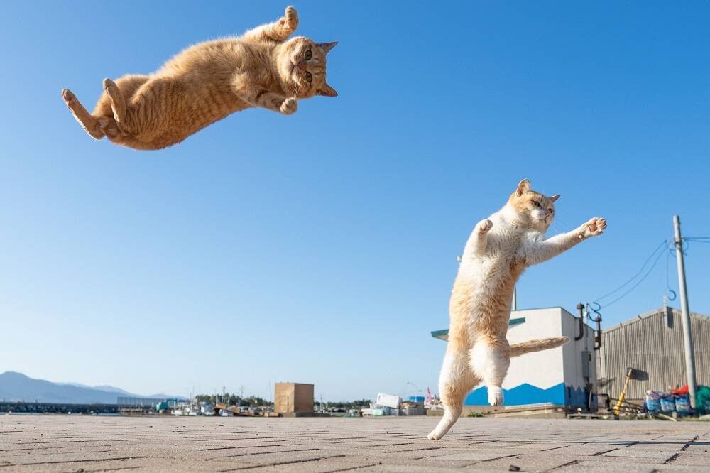 あ 全然届かにゃい 飛んでいる最中に悟った猫 目標を失ってしまい顔が 虚無 に 年8月12日 エキサイトニュース