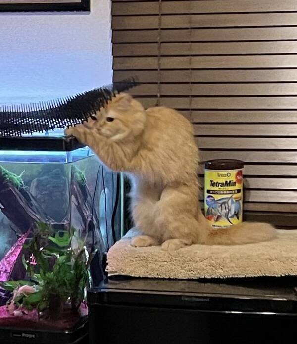 頭上には かいくぐった猫よけ 水槽にイタズラして叱られた猫 愛嬌たっぷりのフリーズ あ ダメですよね 21年8月5日 エキサイトニュース 頭上には かいくぐった猫よけ 水槽にイタズラして叱られた猫 愛嬌たっぷりのフリーズ あ ダメですよね 21年8月5日 エキサイトニュース