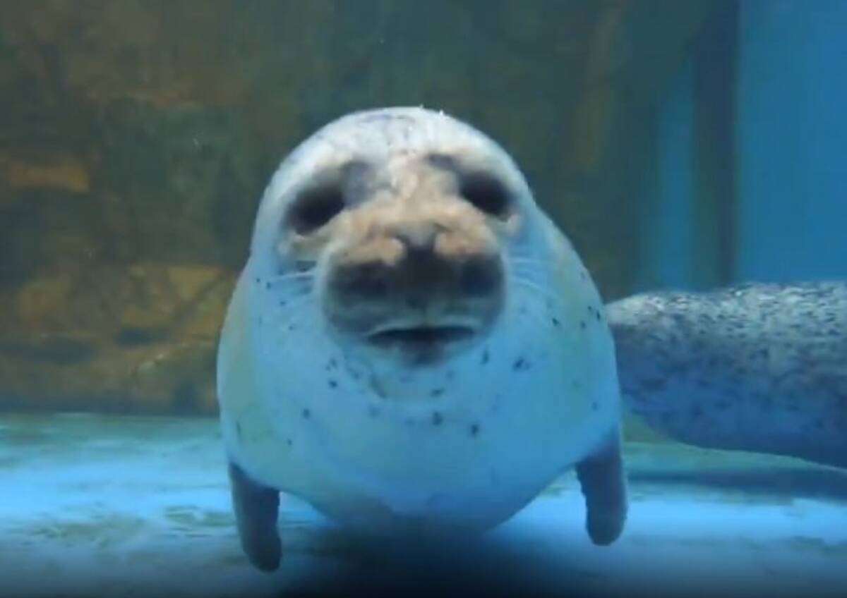 鼻からドーン おしゃべり好きなゴマフアザラシ ガラスに突進し何事か語りかける 21年5月25日 エキサイトニュース