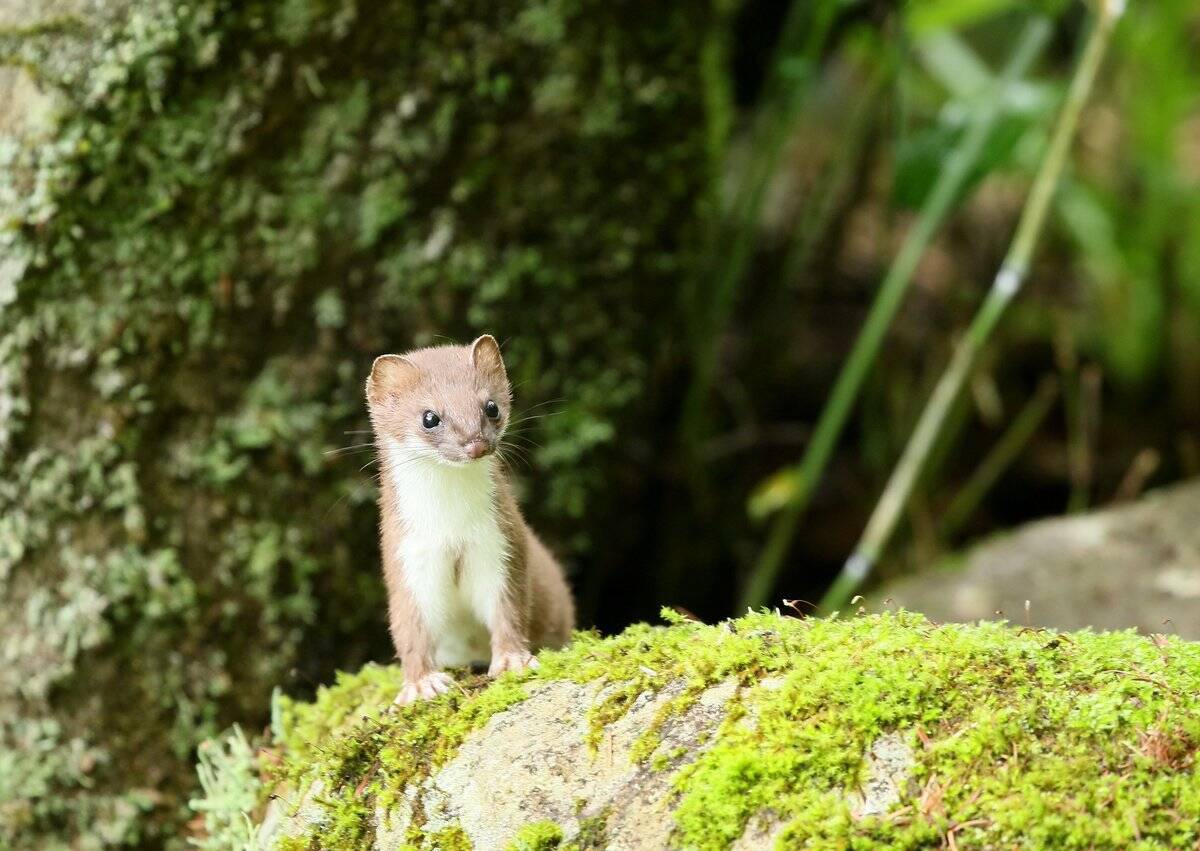 オコジョ 赤ちゃん