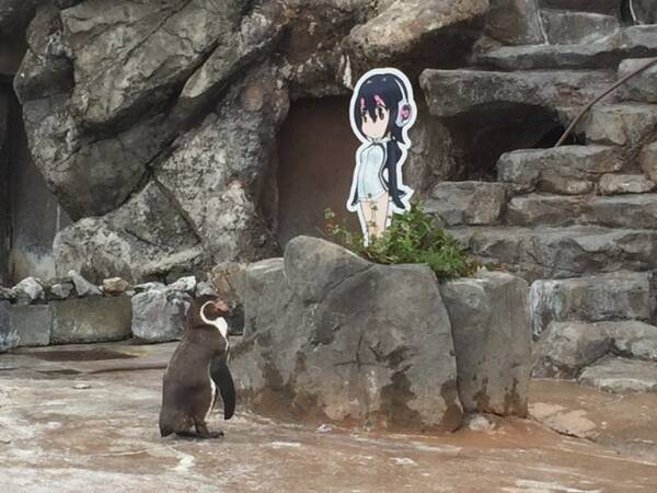 恋するペンギン グレープ君の急逝に追悼の声続々 フルル役 築田行子 けものフレンズを一緒に盛り上げてくれて本当にありがとう 17年10月13日 エキサイトニュース