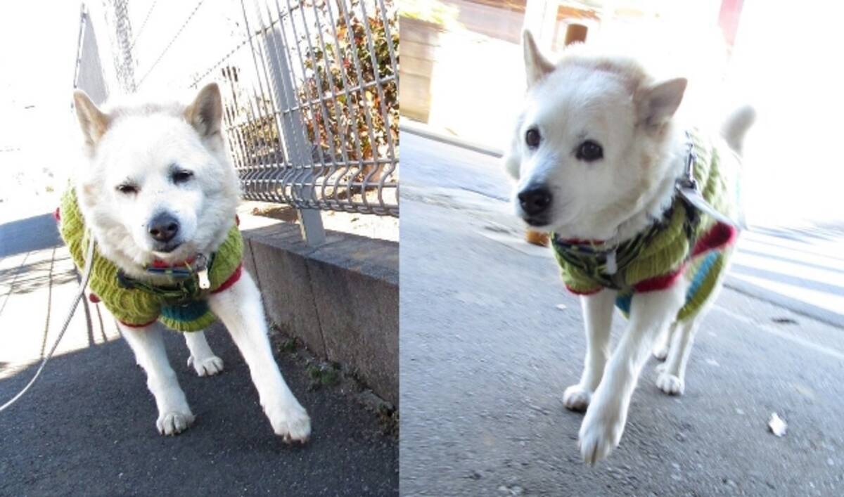 わんわんかわいい 散歩中のお爺さん犬 保育園児の声援で若返る 17年3月8日 エキサイトニュース