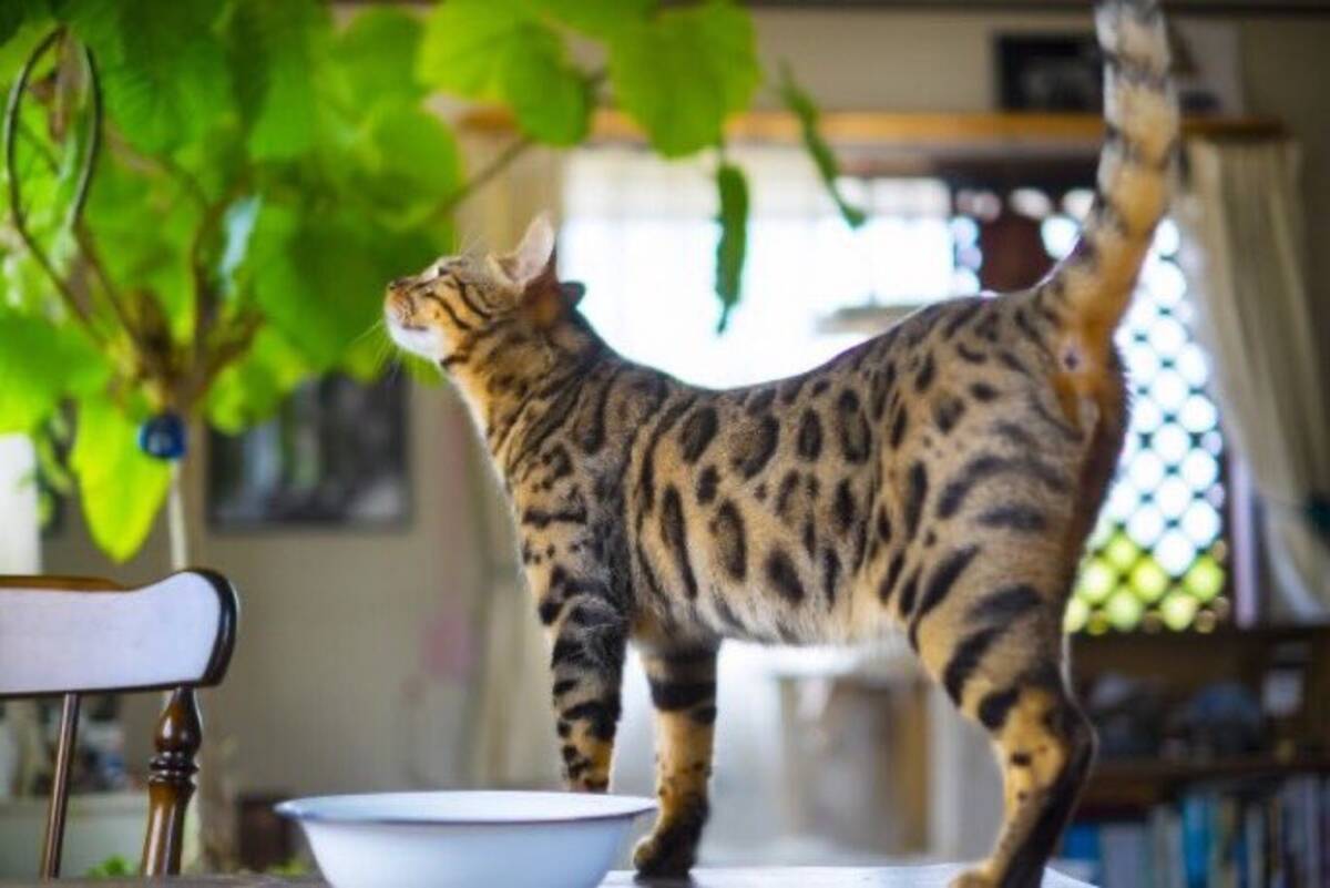 猫にとってユリ科植物は猛毒 花瓶の水を飲むだけで死に至ることも 獣医師が注意喚起 年10月15日 エキサイトニュース