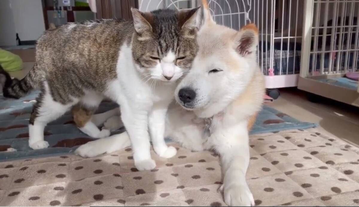 眠いおじいちゃんたち 顔を寄せあいウトウト 猫と犬の安心しきったひと時が 愛しくて泣けてくる 21年3月2日 エキサイトニュース 眠いおじいちゃんたち 顔を寄せあいウトウト 猫と犬の安心しきったひと時が 愛しくて泣けてくる 21年3月2日 エキサイトニュース