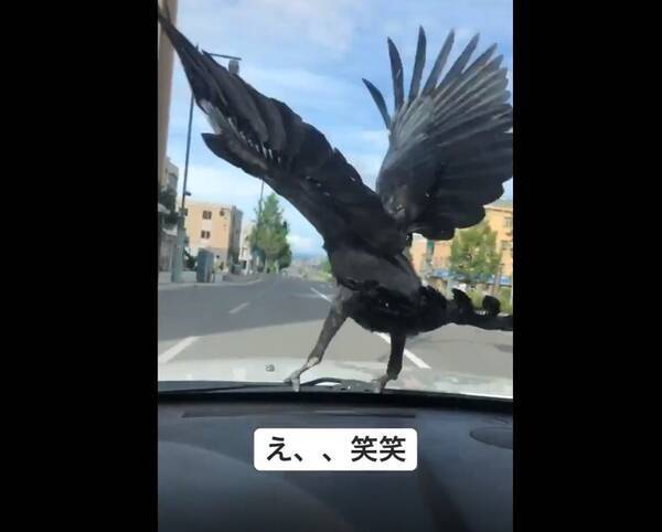 突如ボンネットにカラス降臨 羽を広げ風を感じる姿は 西川貴教 ロールスロイス 路肩に停車するまでの光景に反響 年7月6日 エキサイトニュース