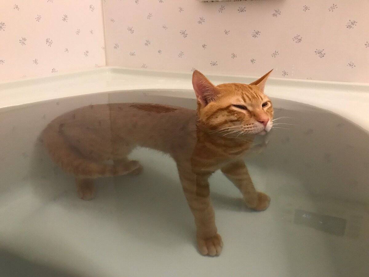 いい湯だニャ お風呂が大好きな猫 気持ち良すぎて浸かったまま寝落ちしてしまう 18年2月2日 エキサイトニュース