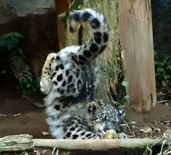 ユキヒョウがリアル 獅子の子落とし 着地に失敗して顔ごと地面に突っ込んでしまう 17年11月8日 エキサイトニュース