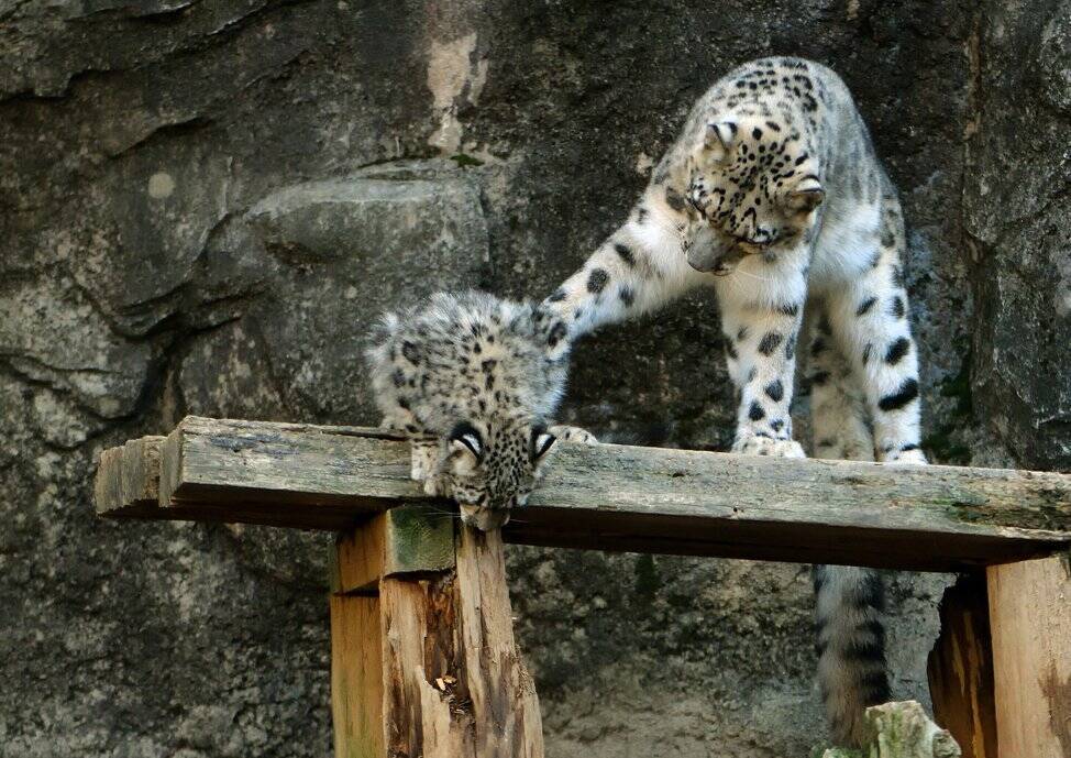 ユキヒョウがリアル 獅子の子落とし 着地に失敗して顔ごと地面に突っ込んでしまう 17年11月8日 エキサイトニュース