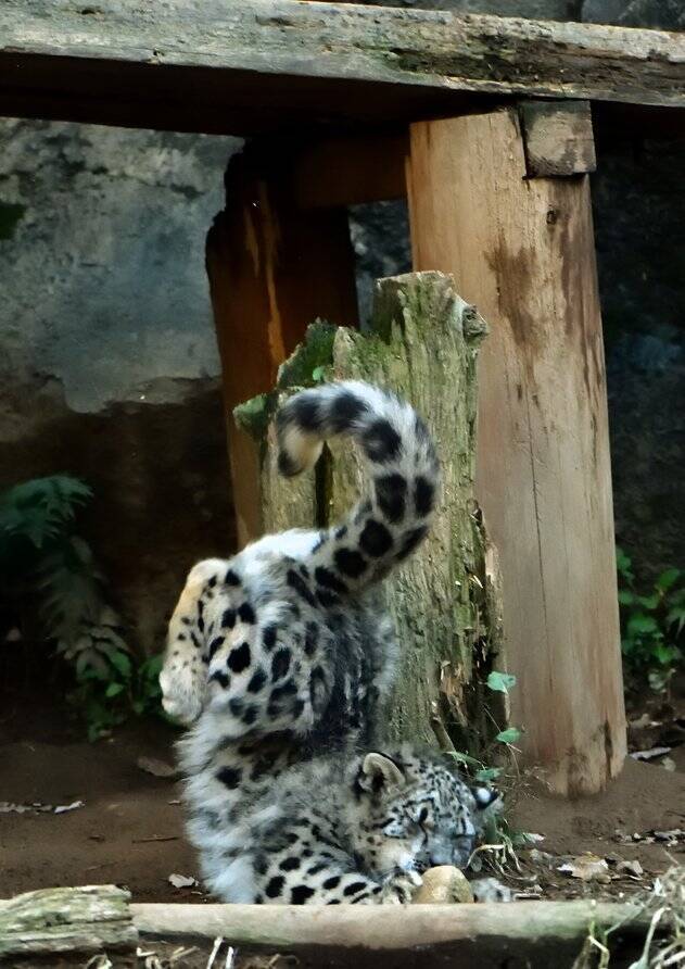 ユキヒョウがリアル 獅子の子落とし 着地に失敗して顔ごと地面に突っ込んでしまう 17年11月8日 エキサイトニュース