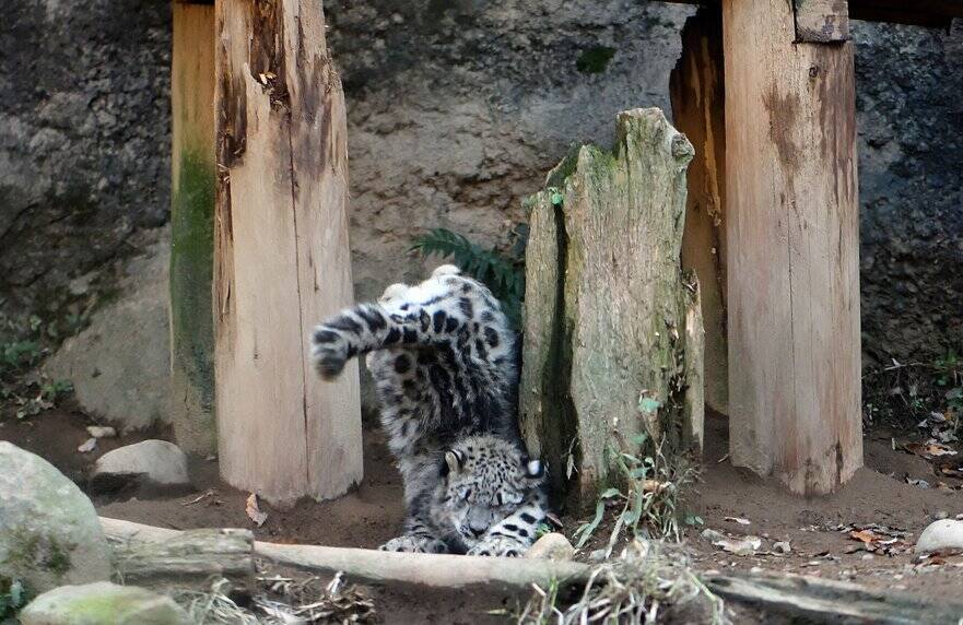 ユキヒョウがリアル 獅子の子落とし 着地に失敗して顔ごと地面に突っ込んでしまう 17年11月8日 エキサイトニュース