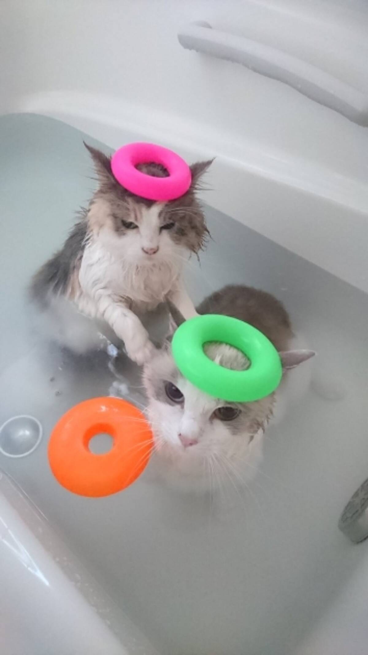 お風呂 余裕だニャン おとなしく湯船に浸かる猫が猫飼いには衝撃的だと話題に 16年12月12日 エキサイトニュース